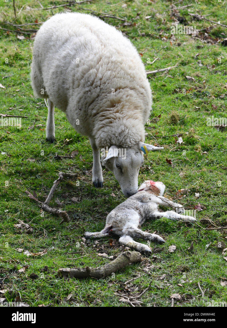 Female sheep ewe standing by her dead baby lamb uk Stock Photo