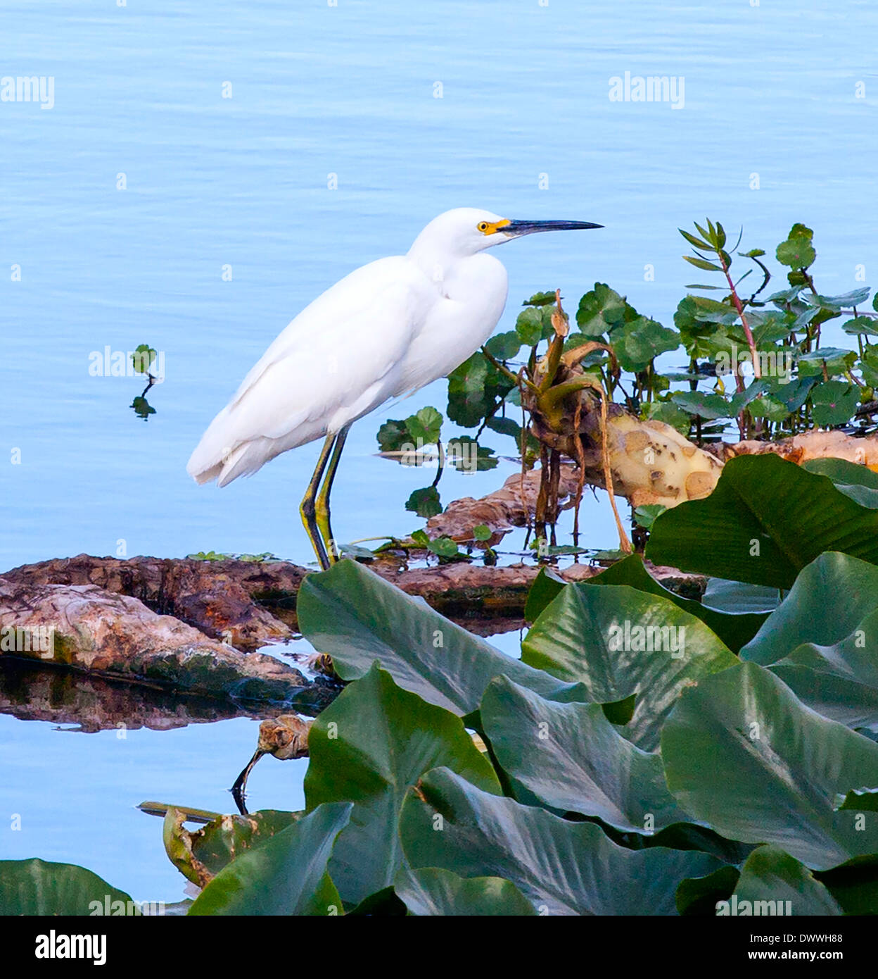 Image of a Snowy Egret (Egretta thula) posing at the Wakodahatchee Wetlands in Delray Beach, Florida, USA Stock Photo