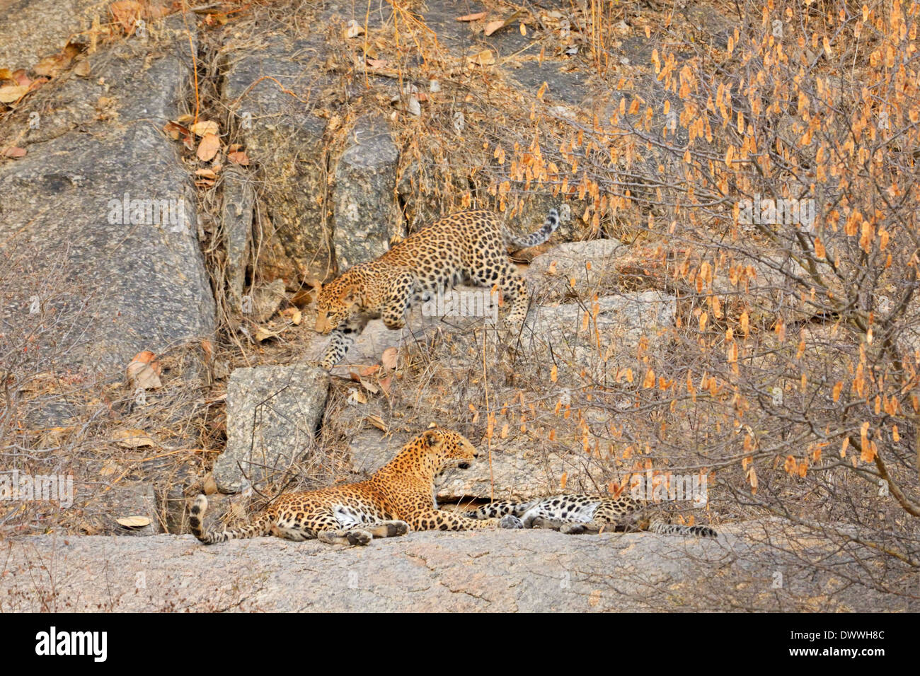 Indian leopards (Panthera pardus fusca) in the rocky terrain of Jawai Dam  sanctuary, Rajasthan, India Stock Photo - Alamy