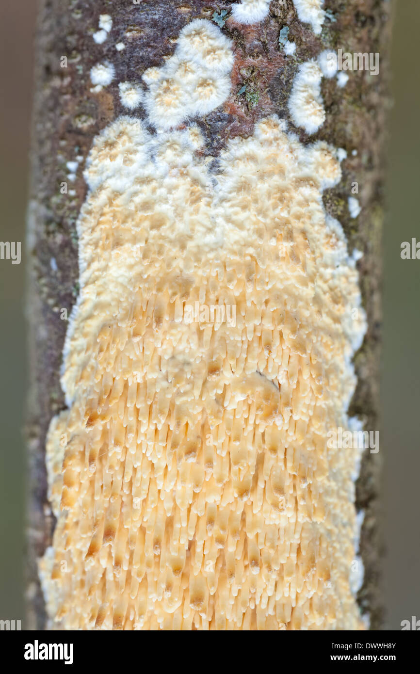 Basidioradulum radula mushroom Stock Photo