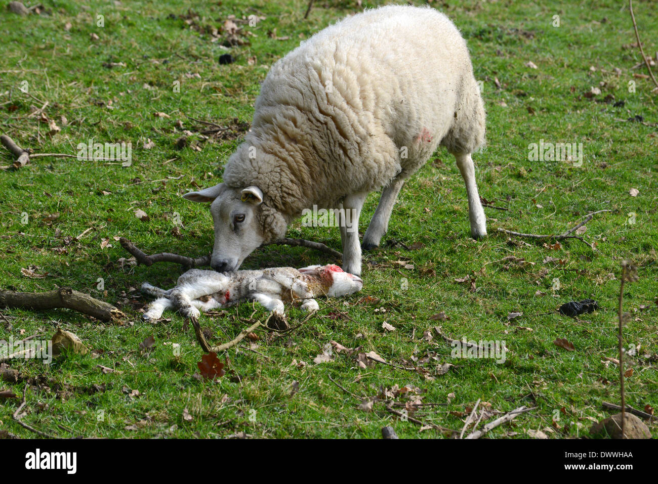 Female sheep ewe standing by her dead baby lamb uk Stock Photo