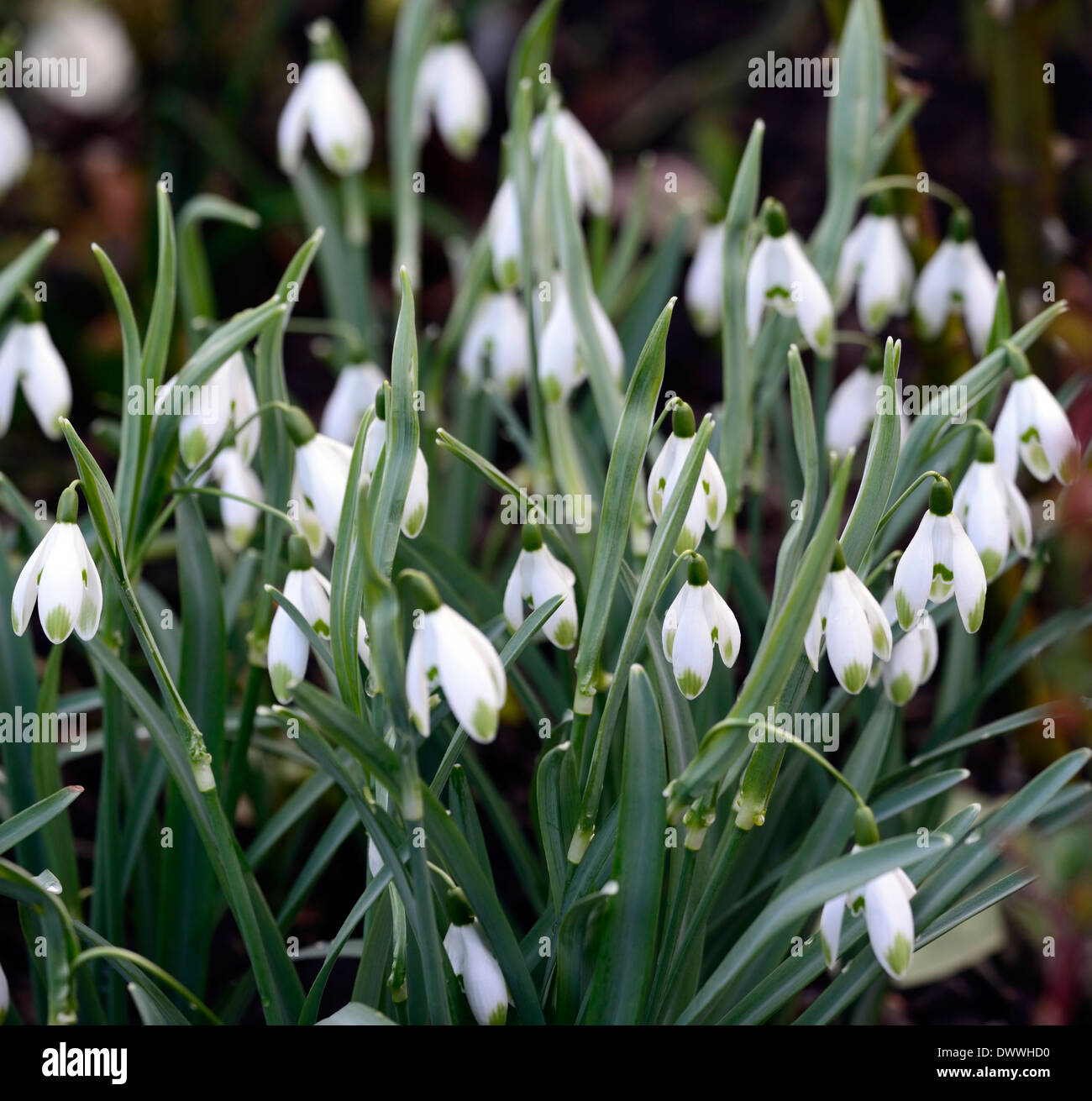 Galanthus nivalis viridapiece snowdrop white flowers green markings flower bulbs snowdrops spring flowering bloom Stock Photo