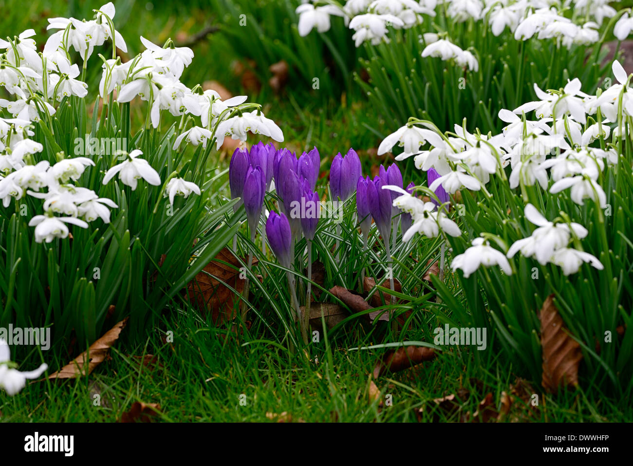 purple crocus in between middle galanthus flore pleno double snowdrop snowdrops color colour contrast purple white combination Stock Photo