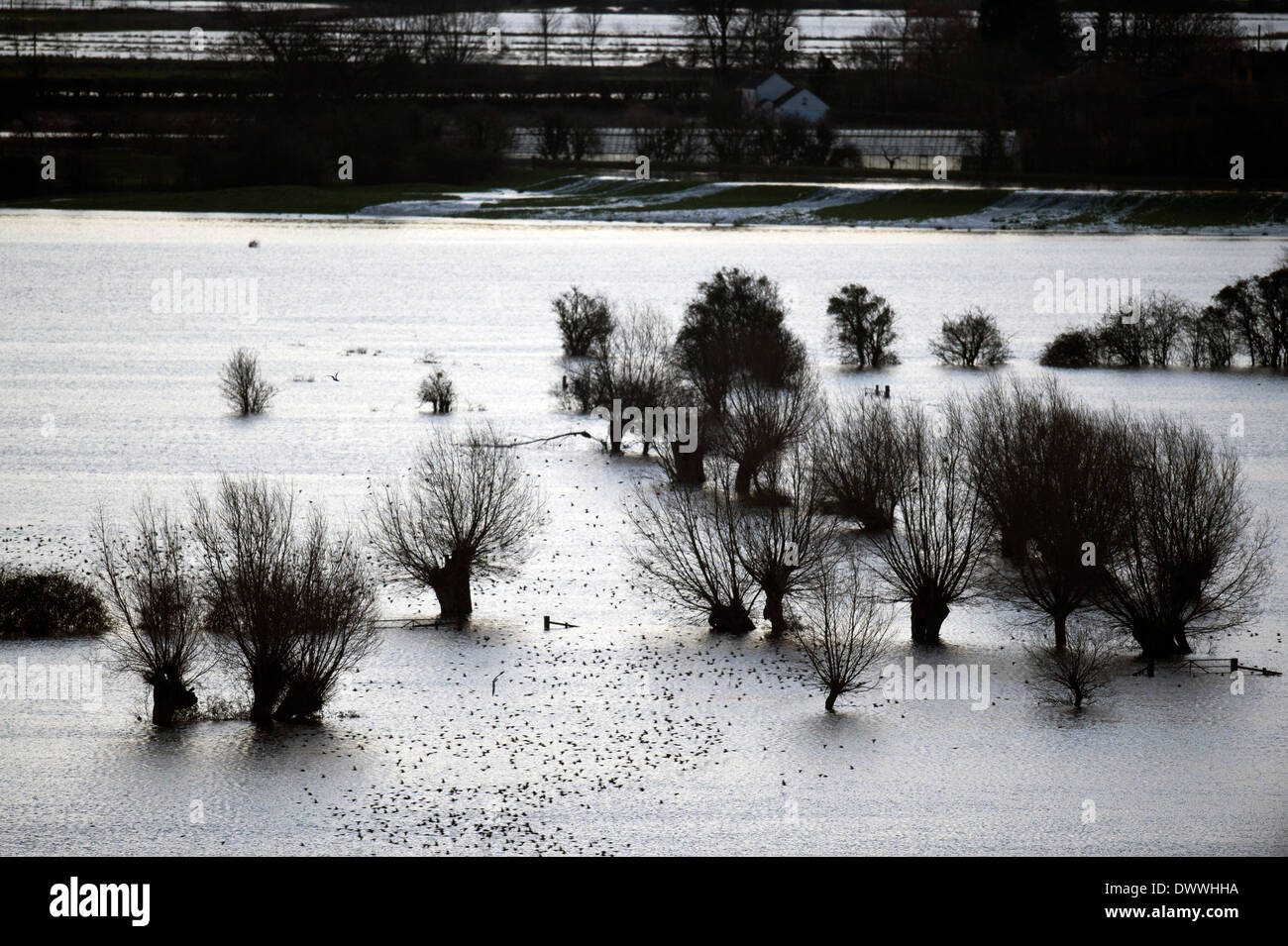 Starlings flocking over the flooded fields on the Somerset Levels near Burrowbridge UK Feb 2014 Stock Photo