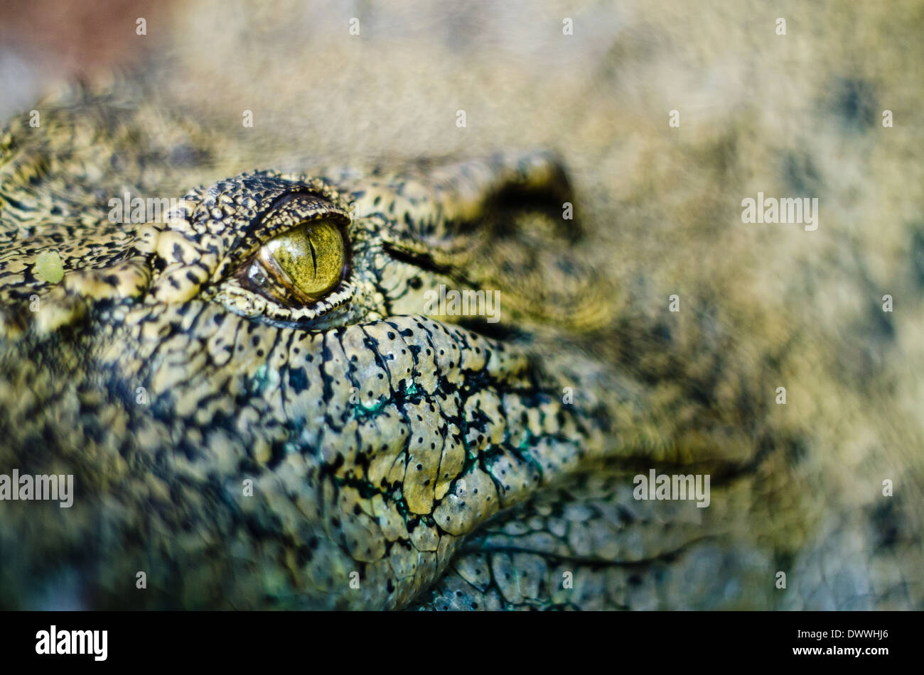 Crocodile eyes Stock Photo