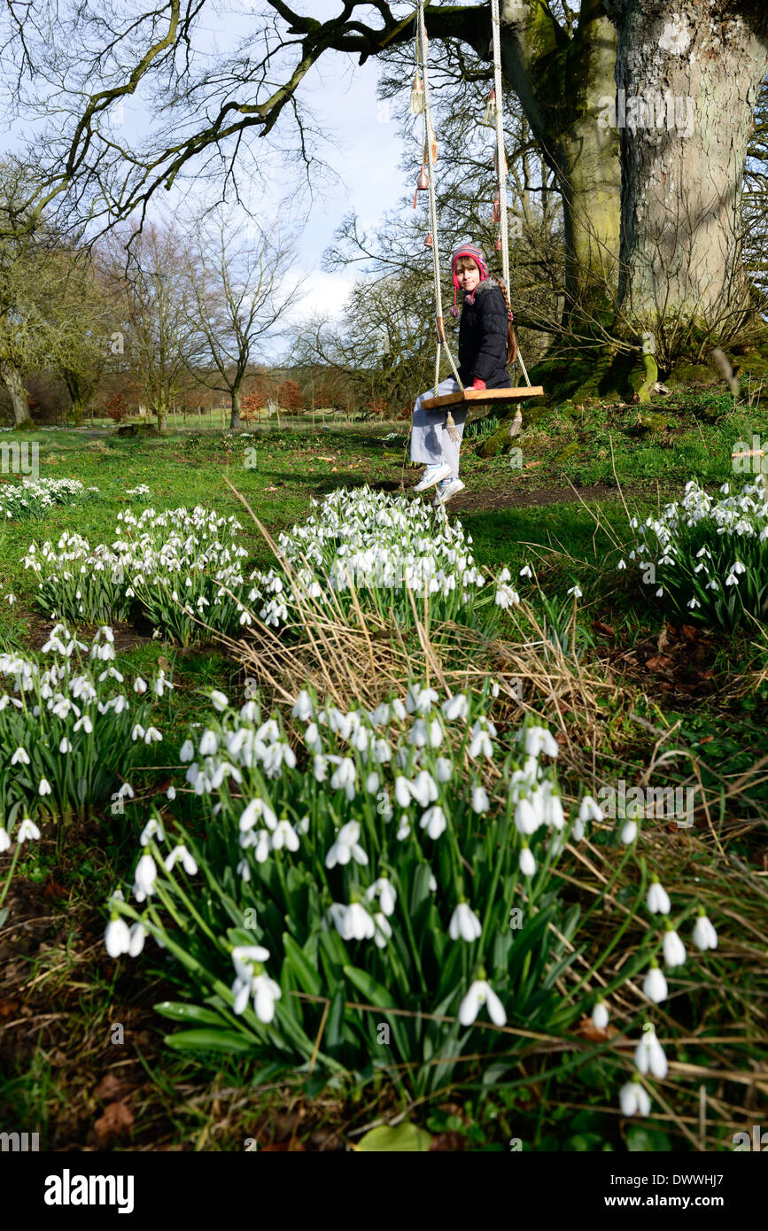 Child play playing with on swing snowdrops galanthus clump full bloom flowering flowers spring park parkland Stock Photo