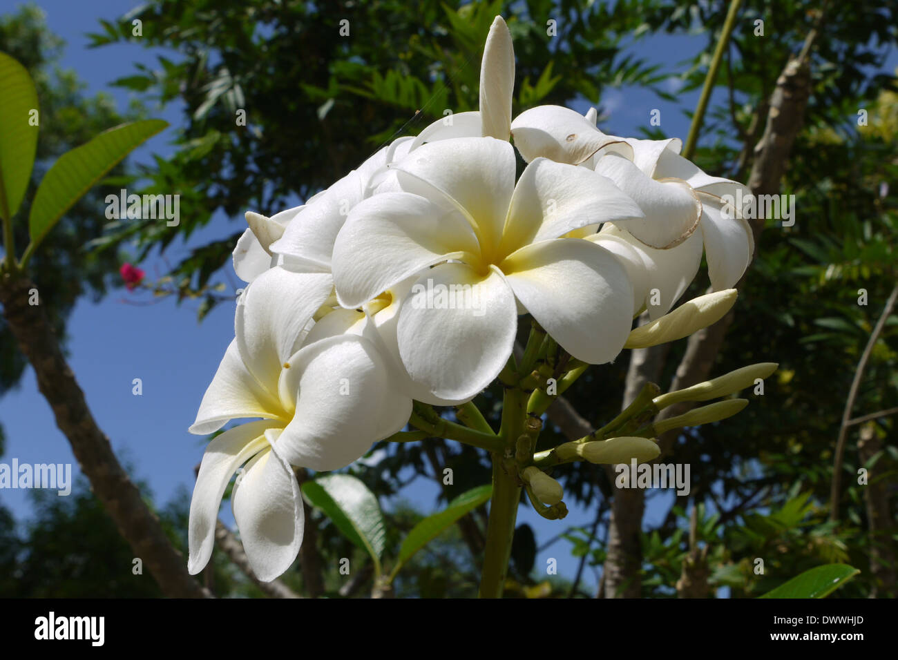 Plumeria flower on the island of Zanzibar, Tanzania Stock Photo Alamy