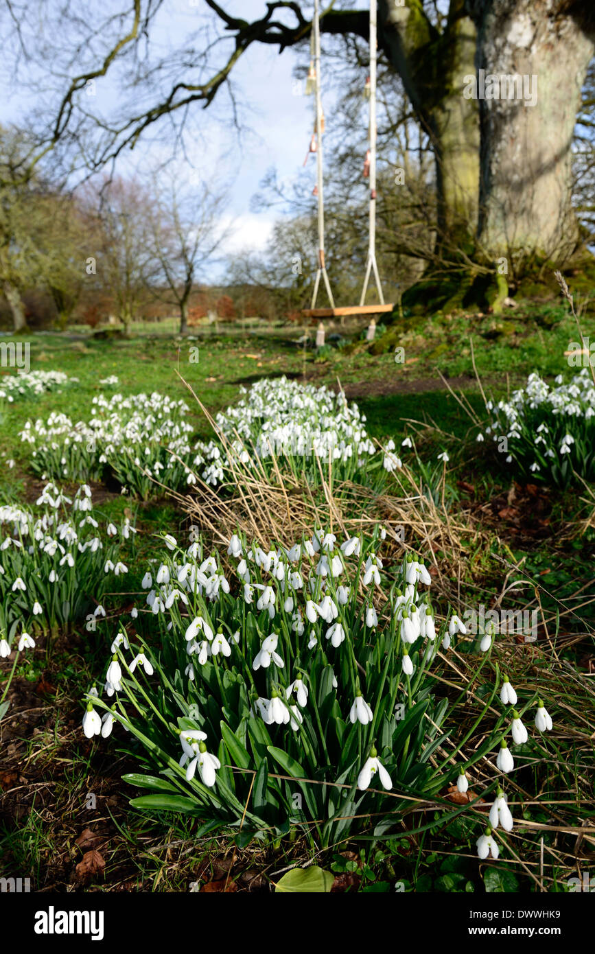garden park parkland swing play spring flower flowers flowering snowdrops snowdrop galanthus clump growth empty nobody white Stock Photo