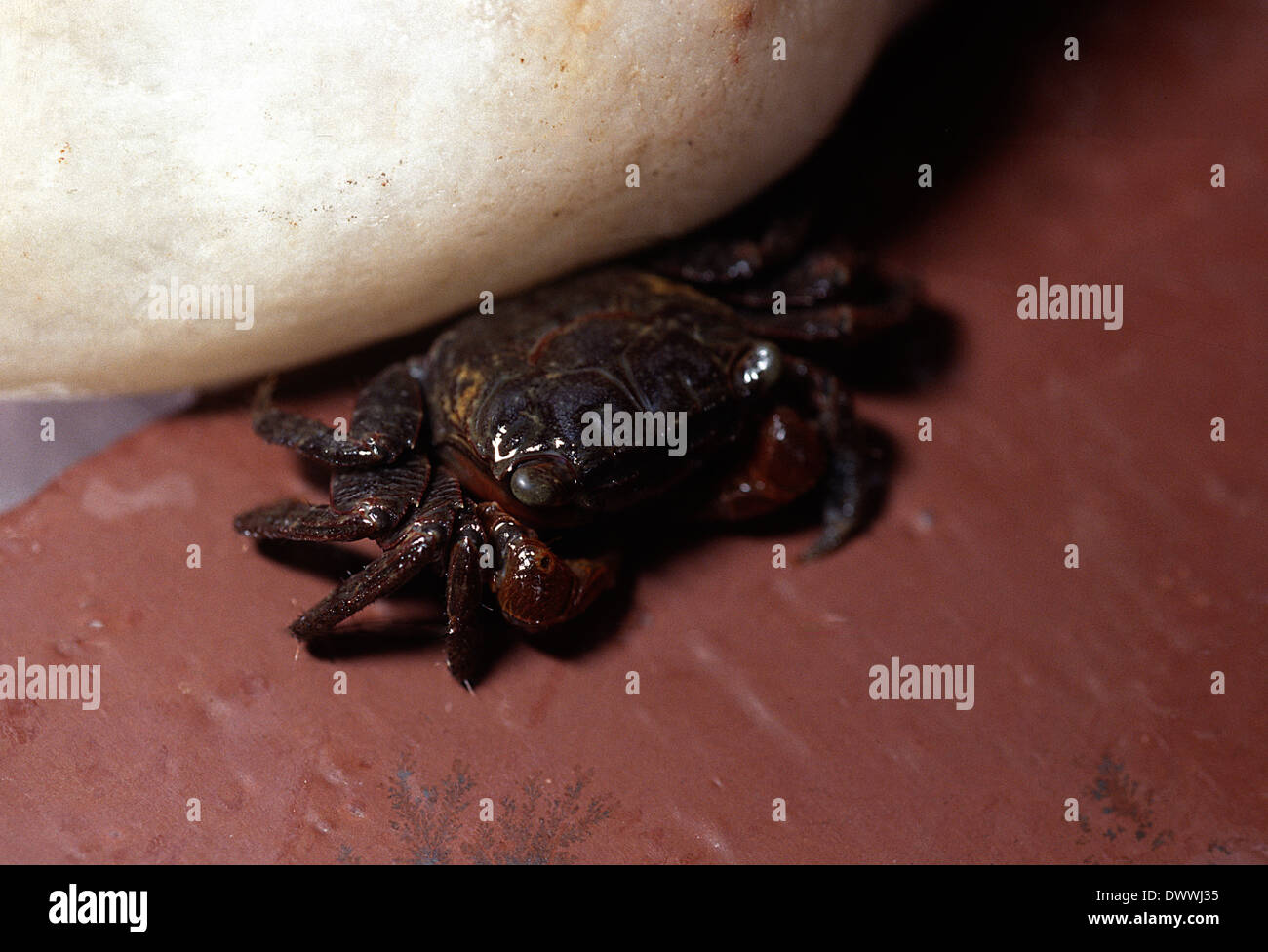 Sesarmid crab Sesarma intermedium, Grapsidae, Japan, Asia Stock Photo
