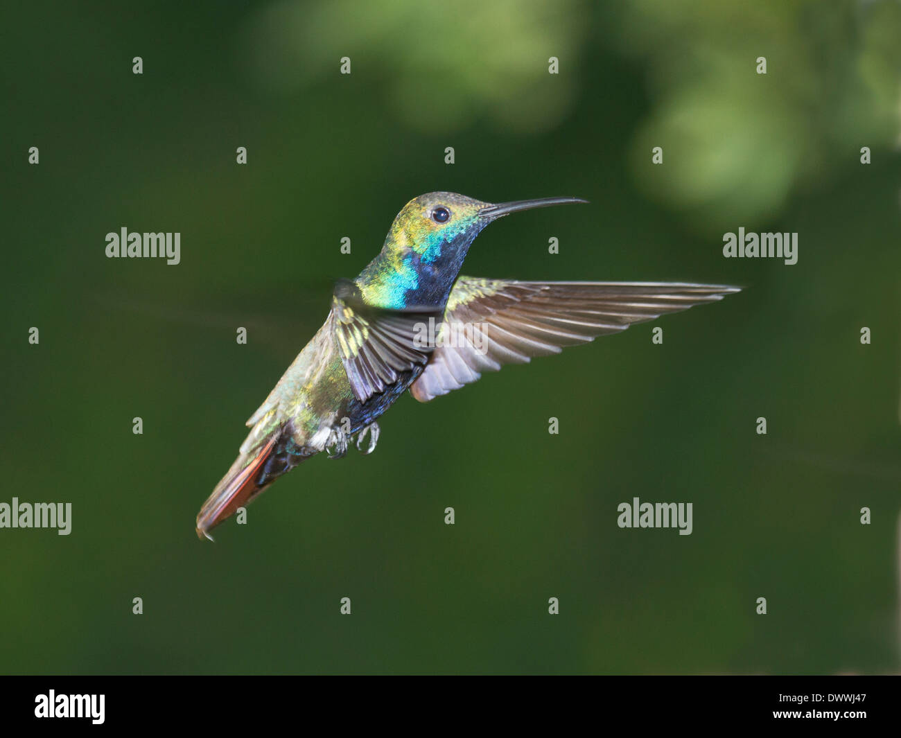 Black-throated Mango hummingbird in Tobago, Anthracothorax nigricollis Stock Photo