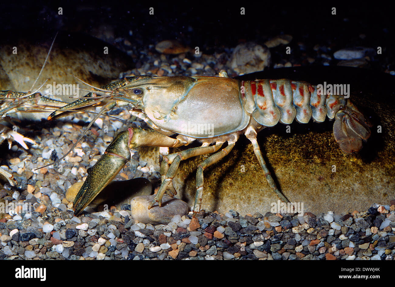 Danube crayfish Astacus leptodactylus, Astacidae, Europe, Crustacea Decapoda, Stock Photo