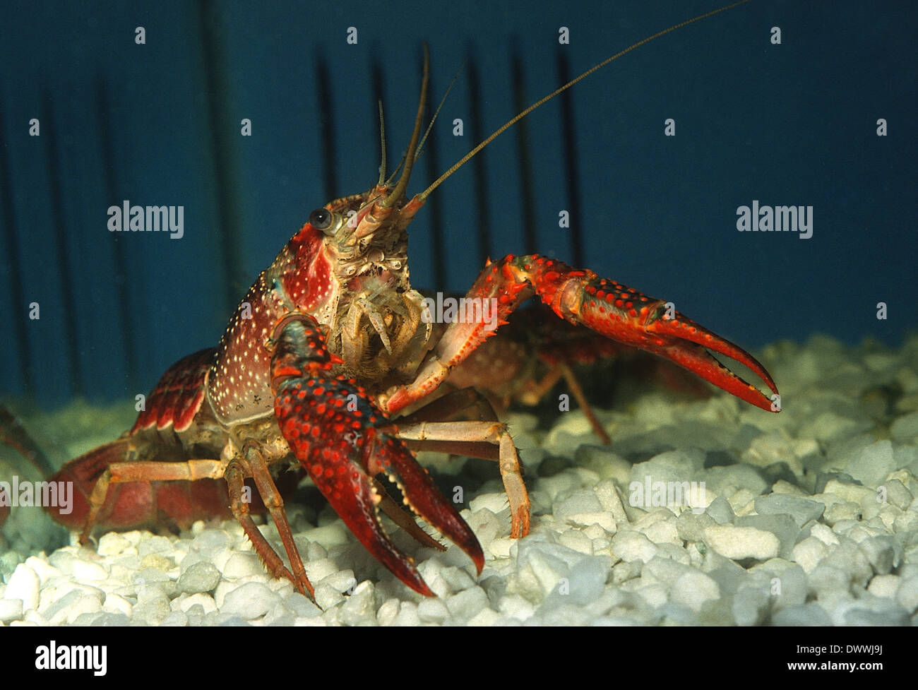 Red Swamp Crayfish (Procambarus clarkii), Cambaridae USA, Europe, Crustacea Decapoda Stock Photo