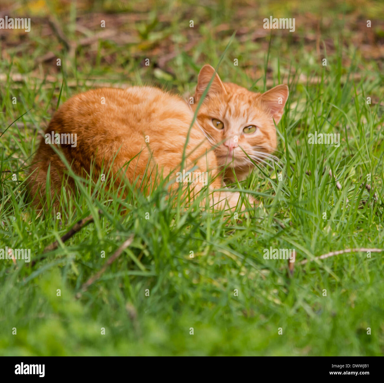 Ginger feline hires stock photography and images Alamy