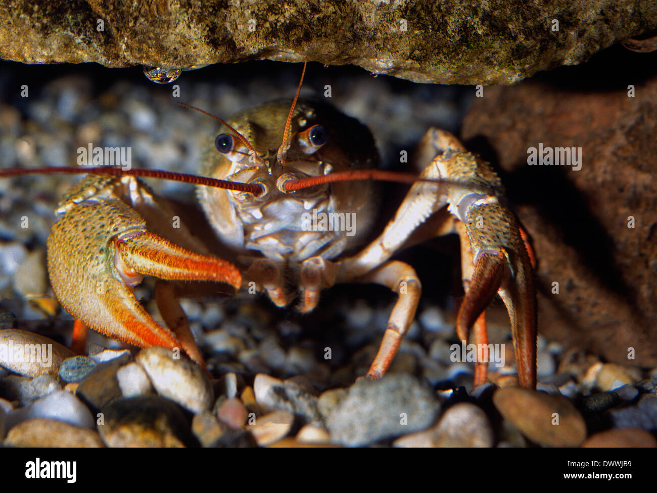 Danube crayfish Astacus leptodactylus, Astacidae, Europe, Crustacea Decapoda Stock Photo