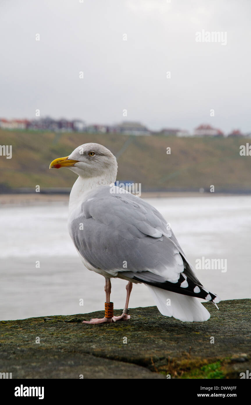 Herring gull (Larus argentatus)) adult in winter plumage with orange leg ring, standing on the harbour wall at Whitby Stock Photo
