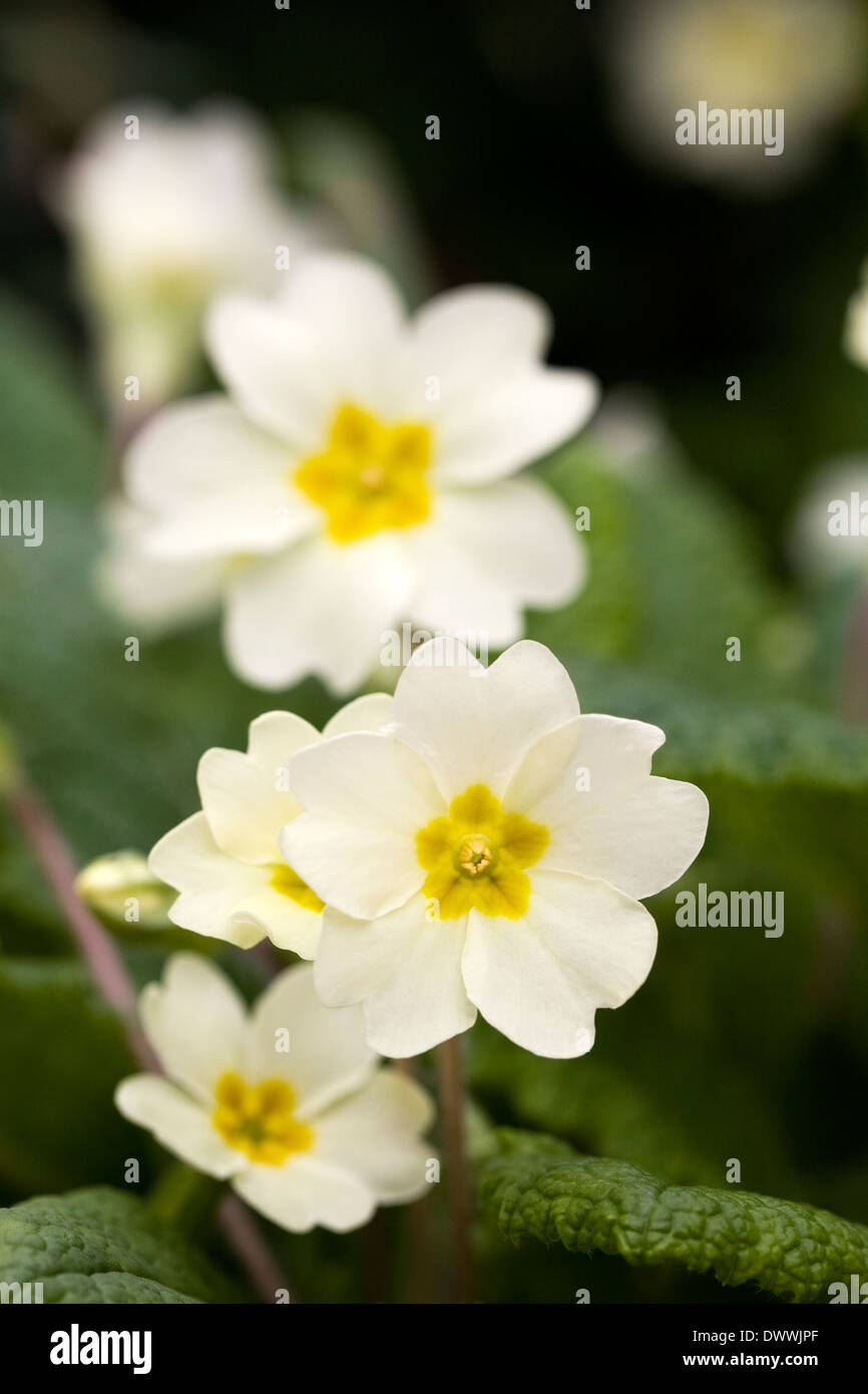 Primula vulgaris in the garden. Stock Photo