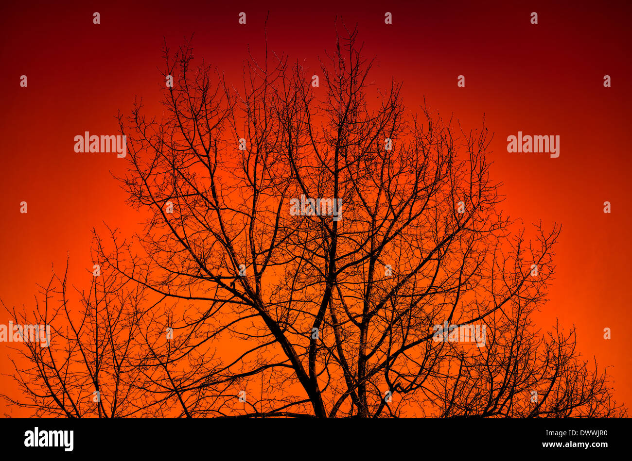Silhouette of a big tree against sunset Stock Photo - Alamy