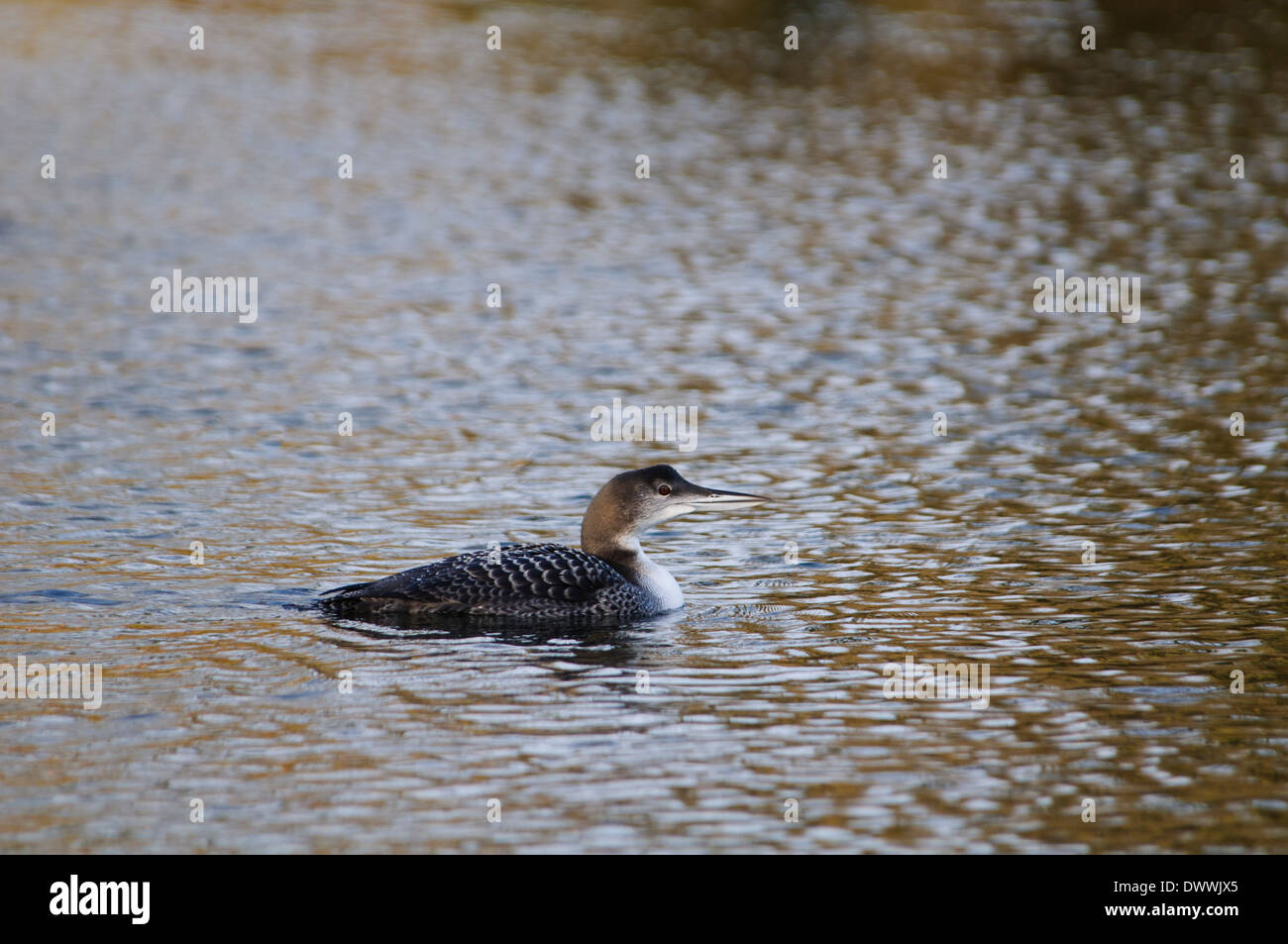 Great northern diver (Gavia immer), adult in winter plumage, swimming on Ashby Ville Lake, Scunthorpe, Lincolnshire. January. Stock Photo