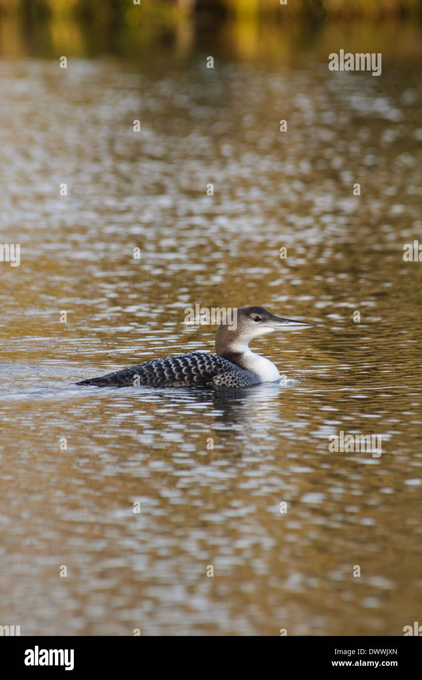 Great northern diver (Gavia immer), adult in winter plumage, swimming on Ashby Ville Lake, Scunthorpe, Lincolnshire. January. Stock Photo