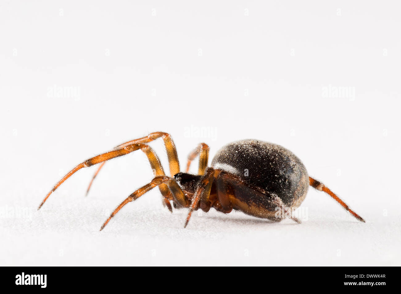 Common false widow, aka rabbit hutch spider (Steatoda bipunctata), adult female photographed against a white background Stock Photo