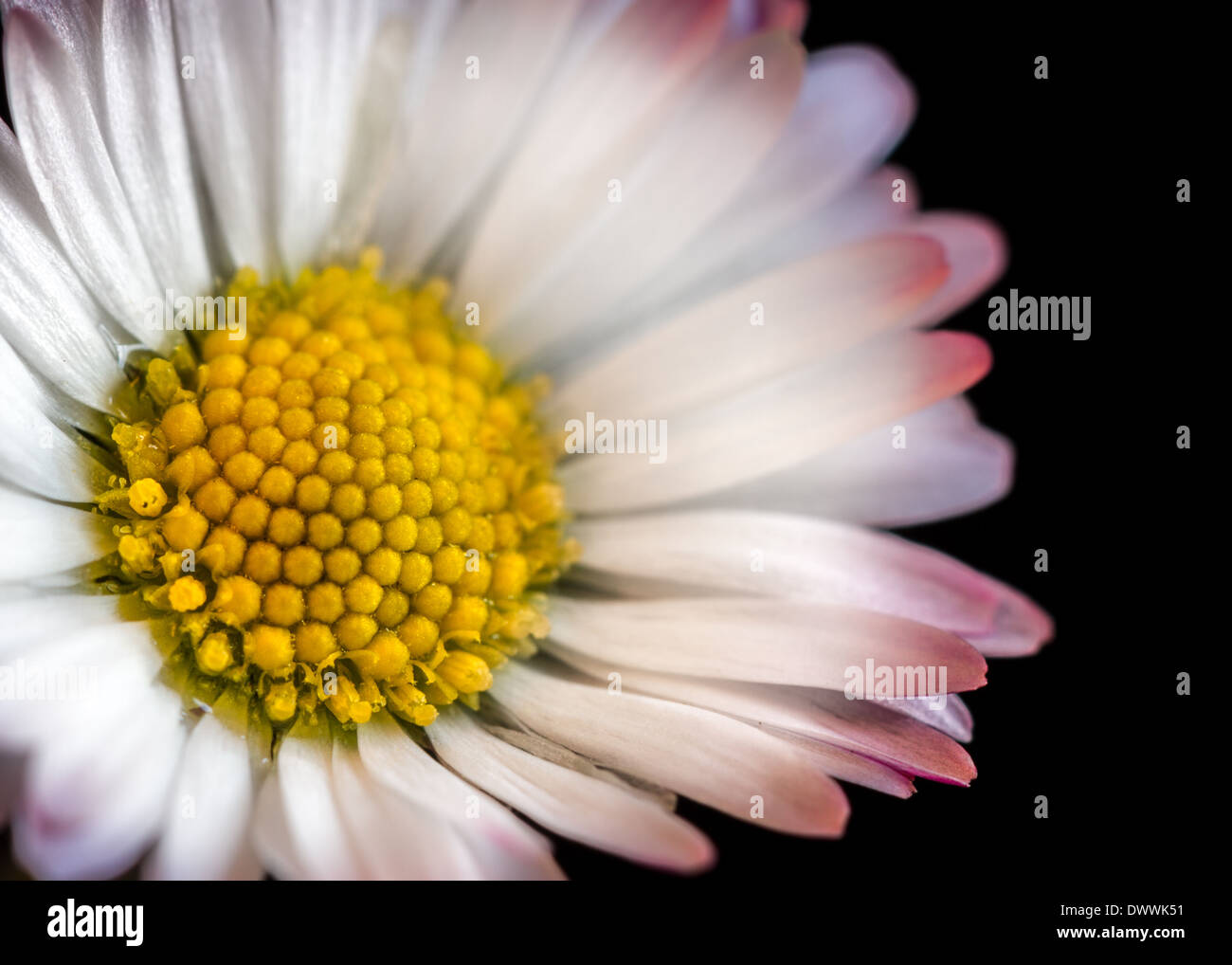 Daisy close up Stock Photo Alamy