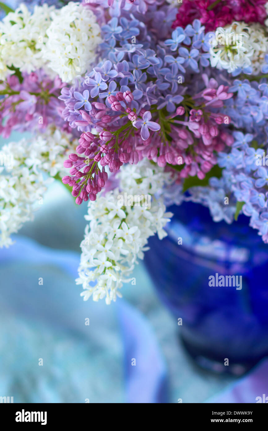Colored Lilacs in Vase Stock Photo Alamy