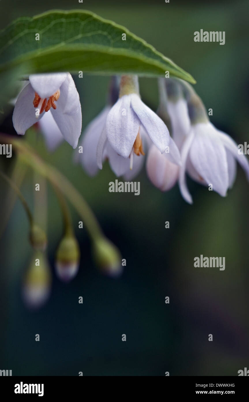 Styrax japonicus, snowbell tree, 'Pink Chimes' Stock Photo Alamy