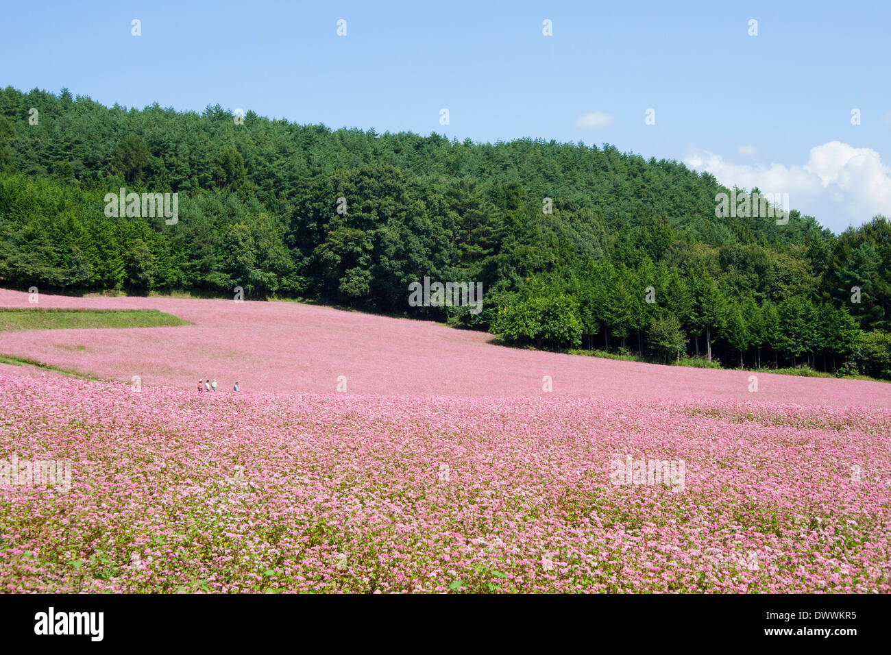 Buckwheat field, Nagano Prefecture, Japan Stock Photo Alamy