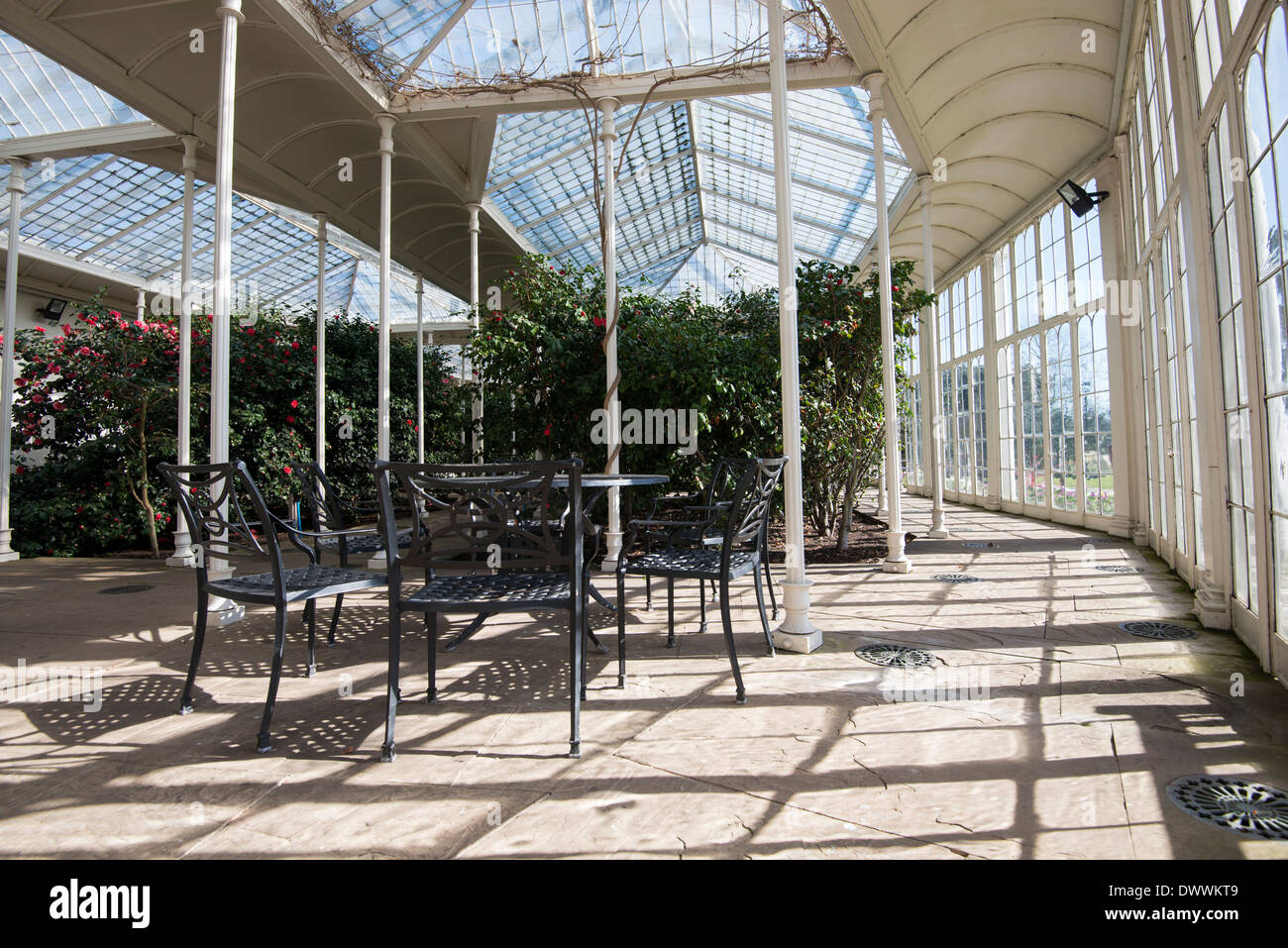 Inside the Camellia House at Wollaton Park, Nottingham England UK Stock ...