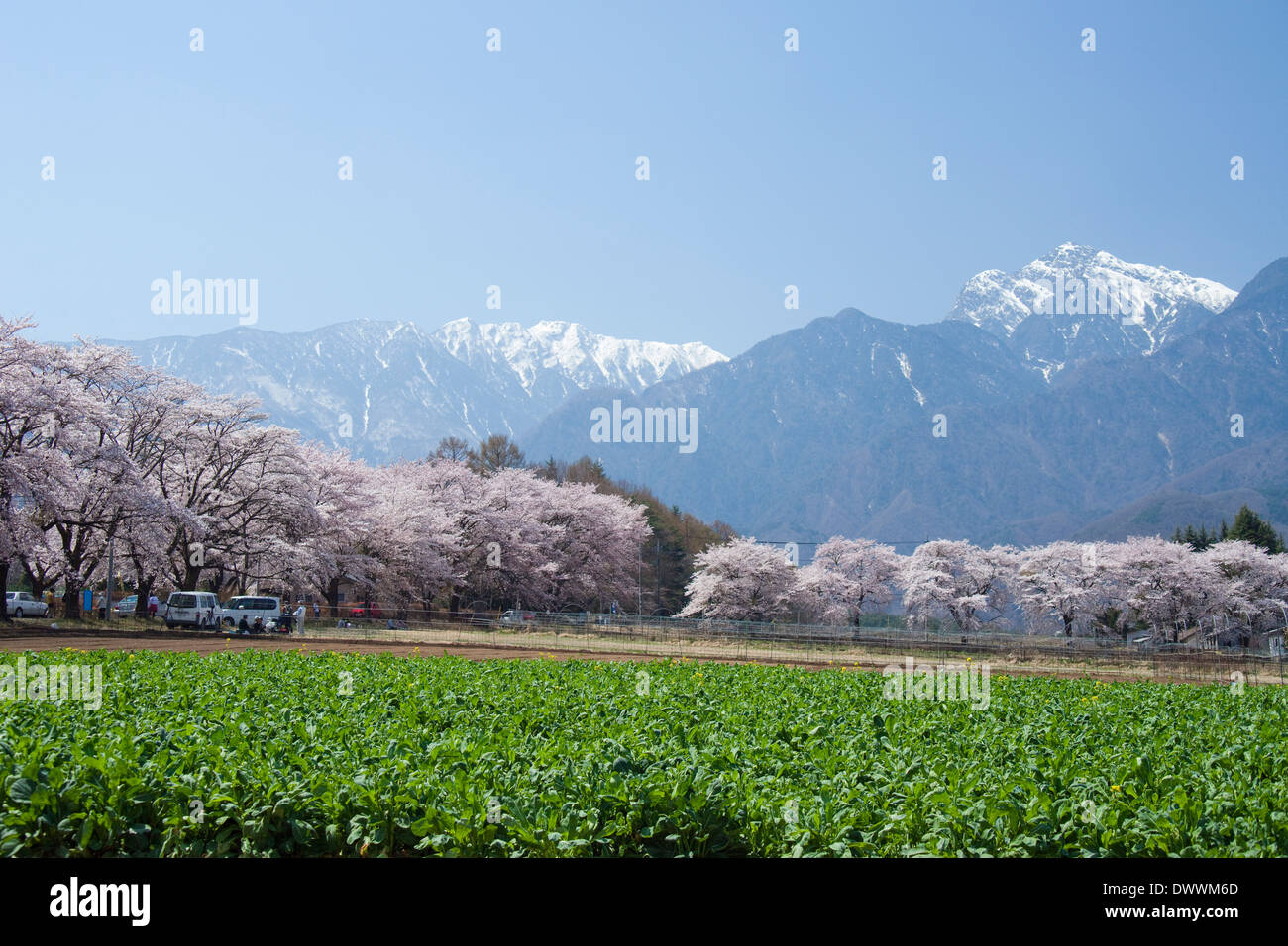 Snowcapped mountains and cherry trees, Yamanashi Prefecture, Japan Stock Photo