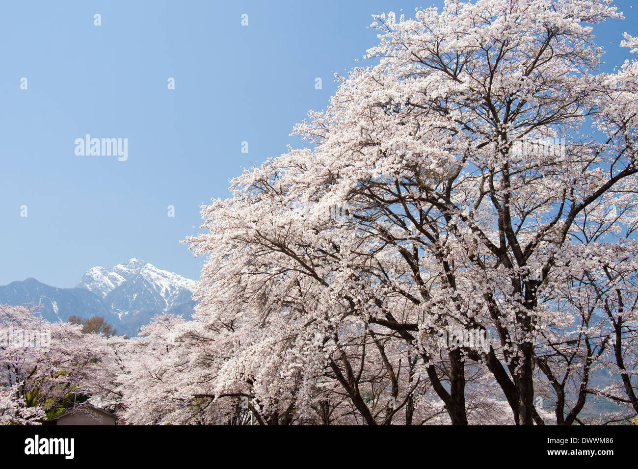 Snowcapped mountain and cherry trees, Yamanashi Prefecture, Japan Stock Photo
