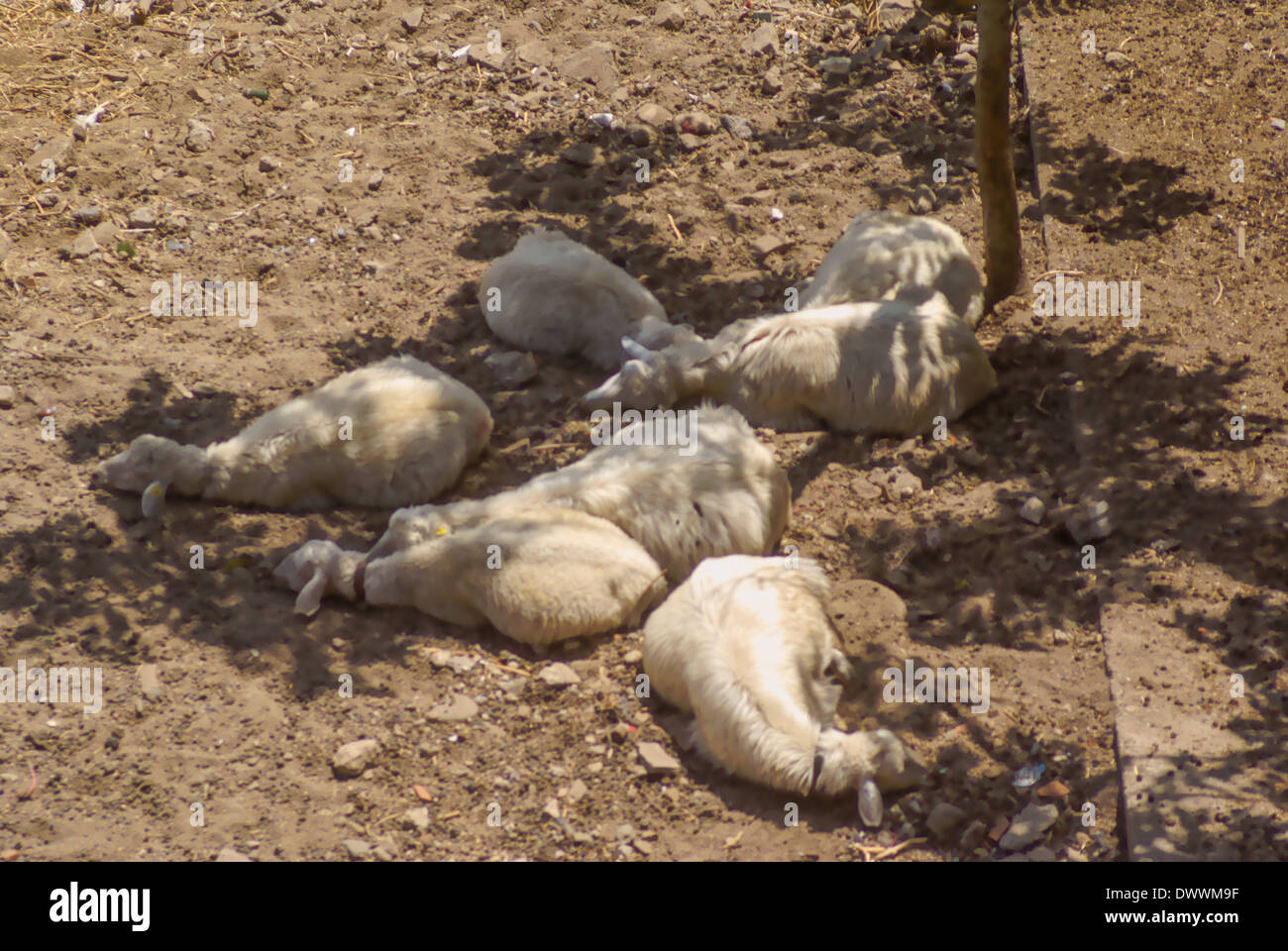 sheep sleeping in shade Sardinia Italy Stock Photo