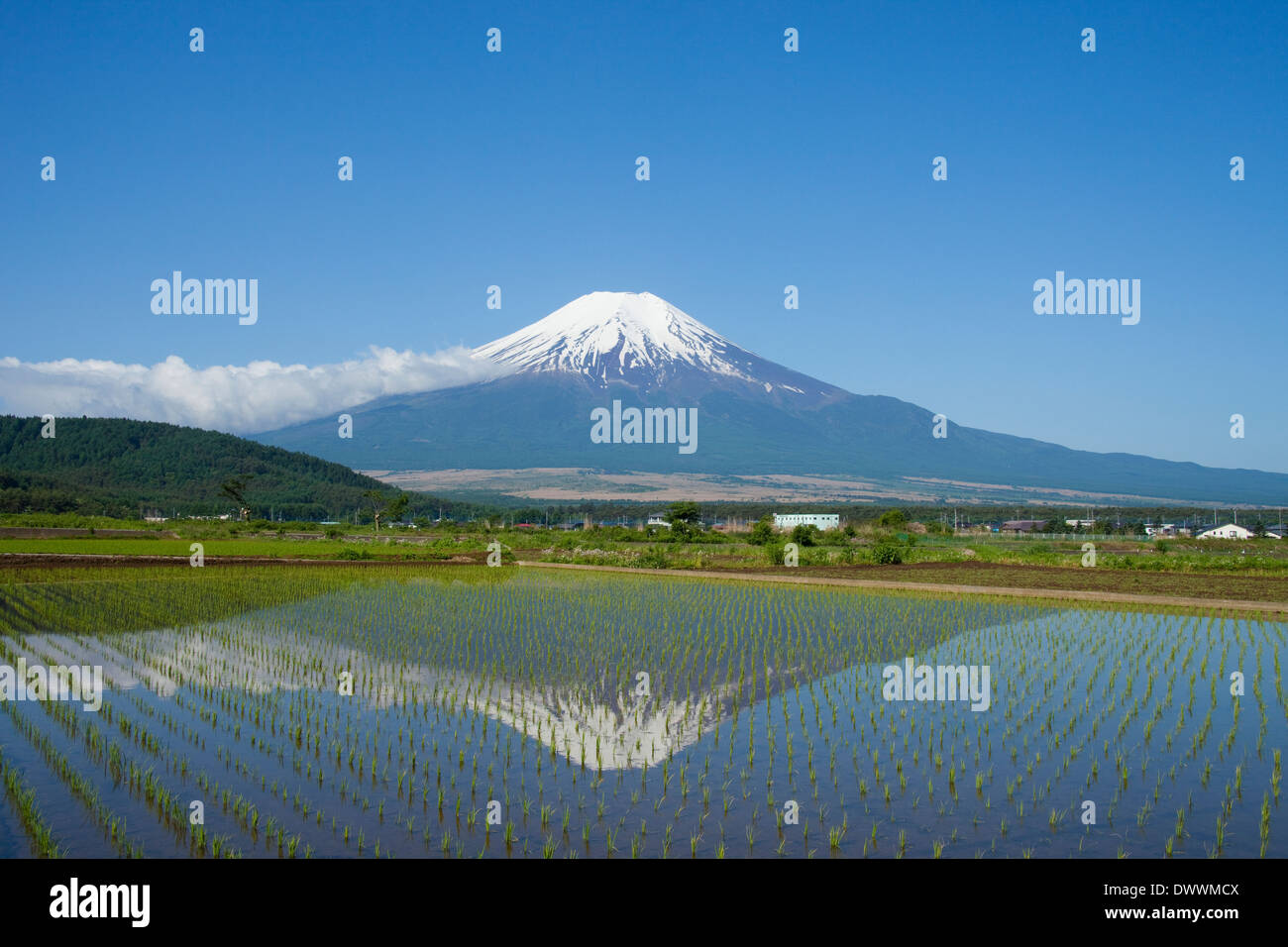 Mt Fuji and rice paddy Stock Photo