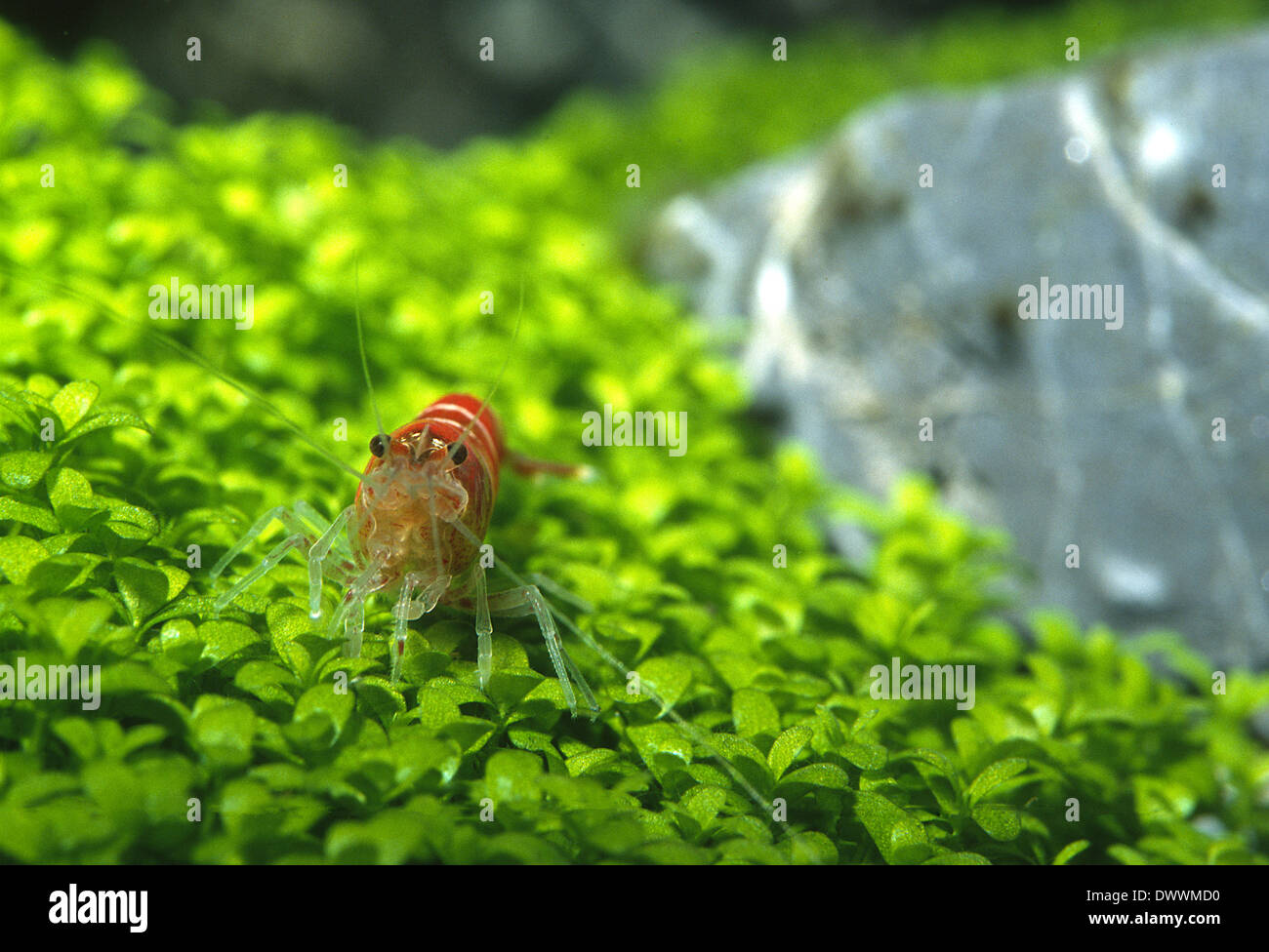 Cristal Red Shrimp, Caridina cantonensis 'Cristal Red',  Atyidae, Crustacea Stock Photo