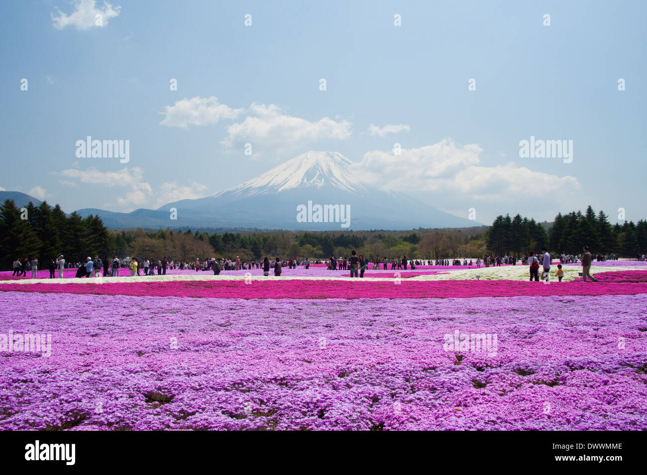 Mt Fuji and field of moss phlox Stock Photo
