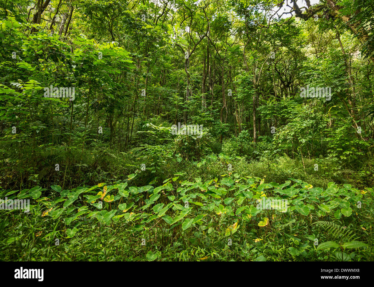 The hike on the Pipiwai Trail in Maui. Stock Photo