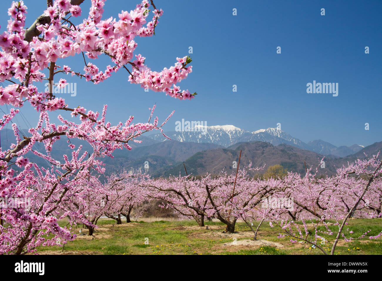 Japan peach blossoms hires stock photography and images Alamy