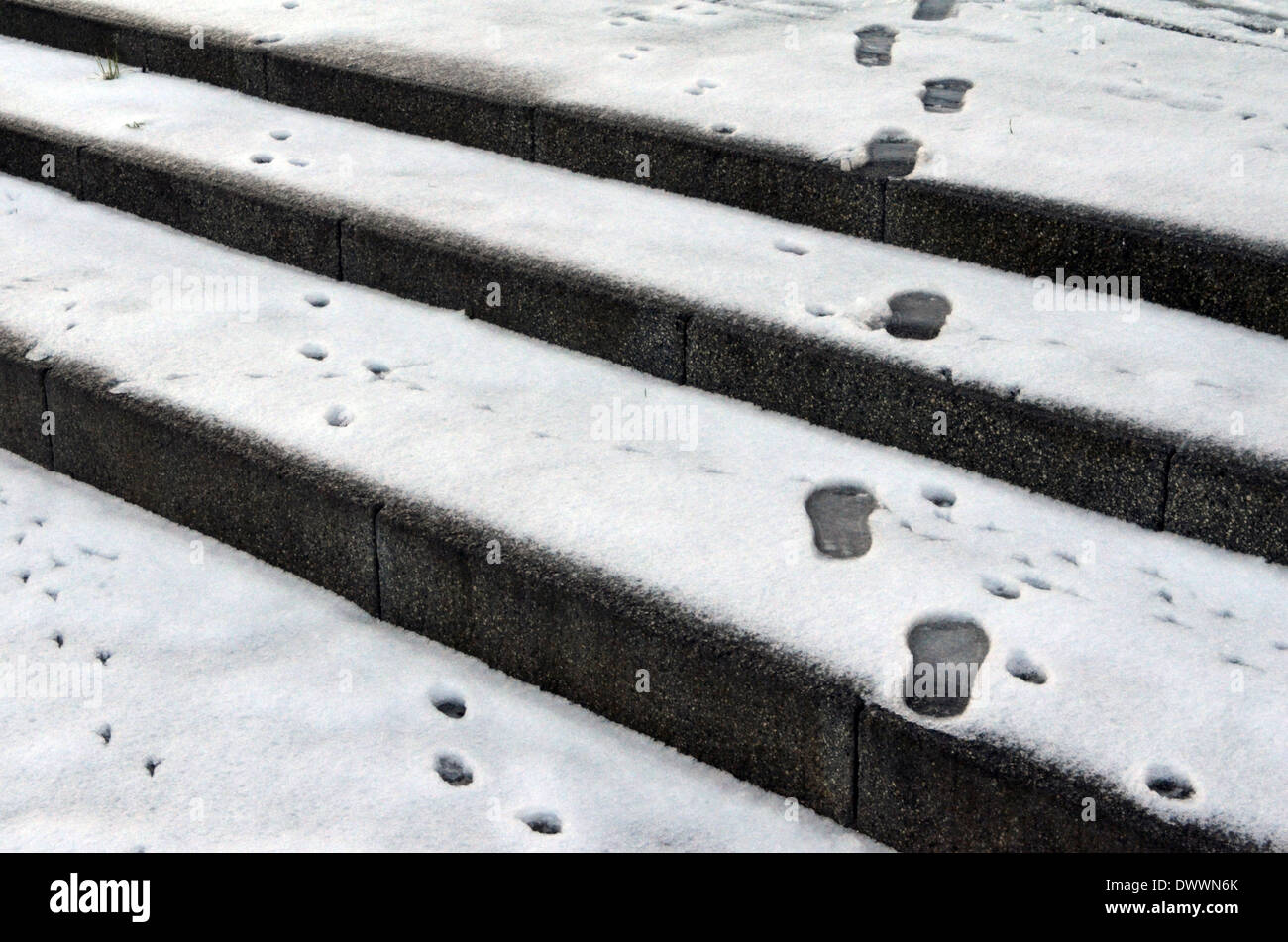Footprints in the snow, human, dog and bird. Stock Photo