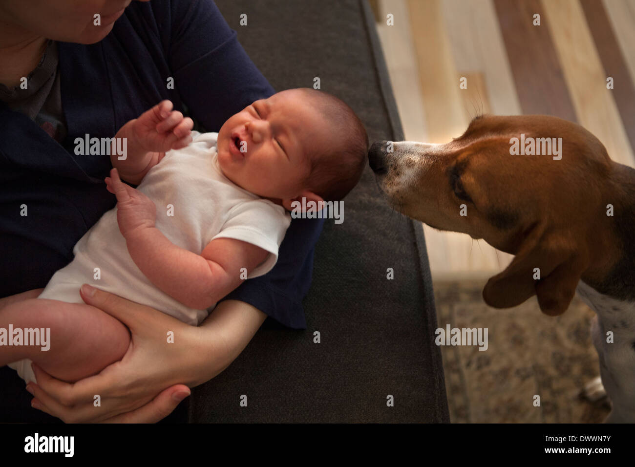 Why Does My Dog Keep Sniffing My Baby