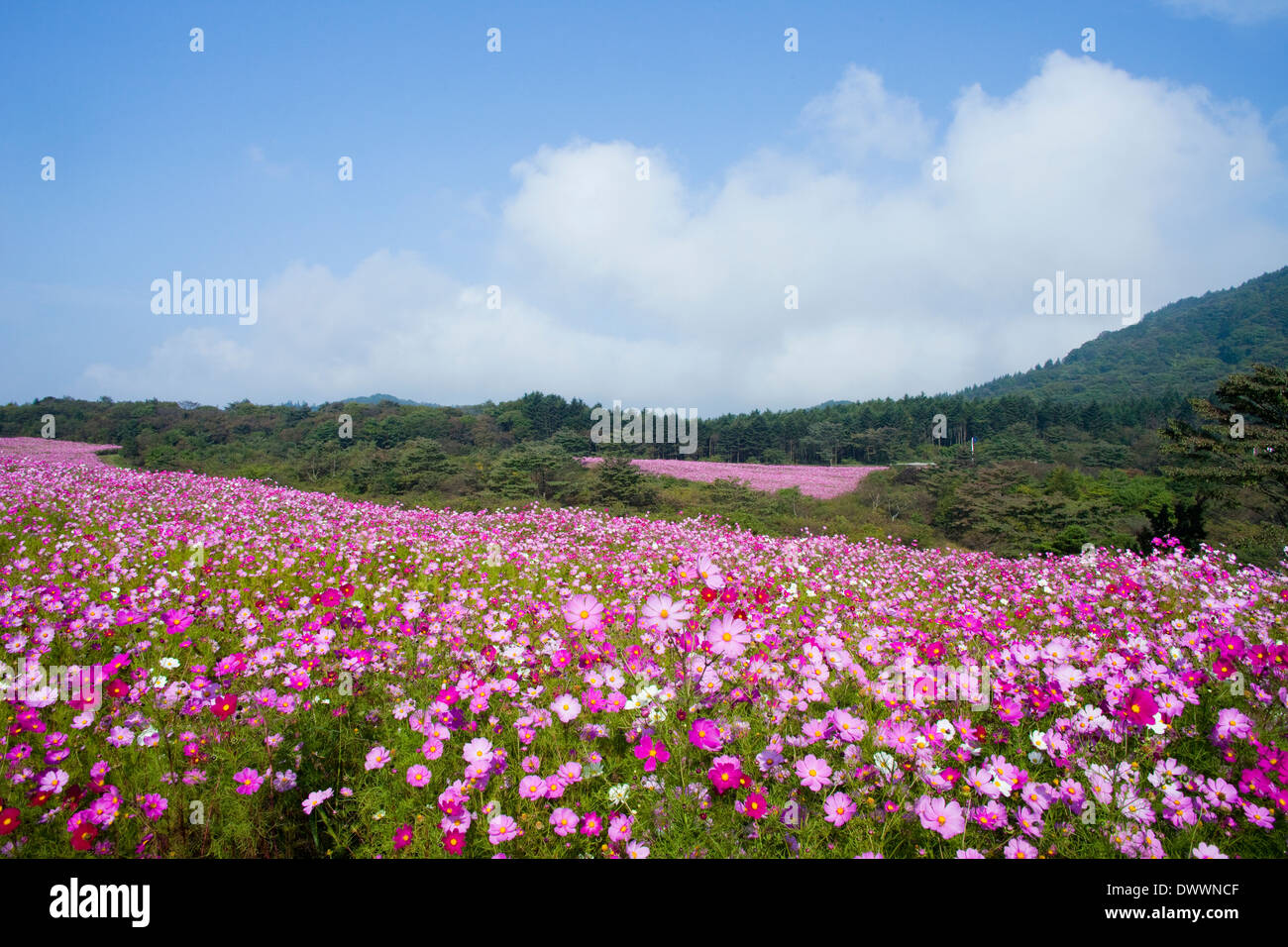 Cosmos flowers japan hires stock photography and images Alamy