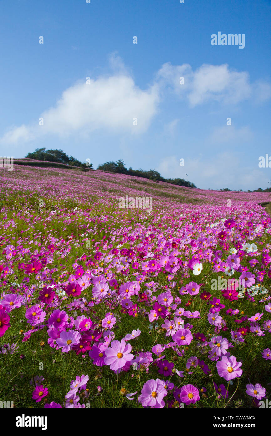 Cosmos flower hires stock photography and images Alamy