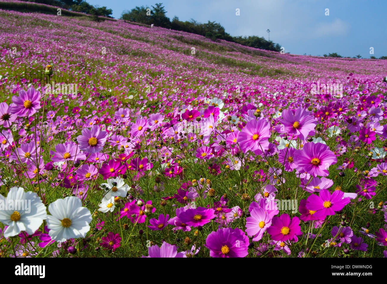 Cosmos flowers in field, Nagano Prefecture, Japan Stock Photo Alamy