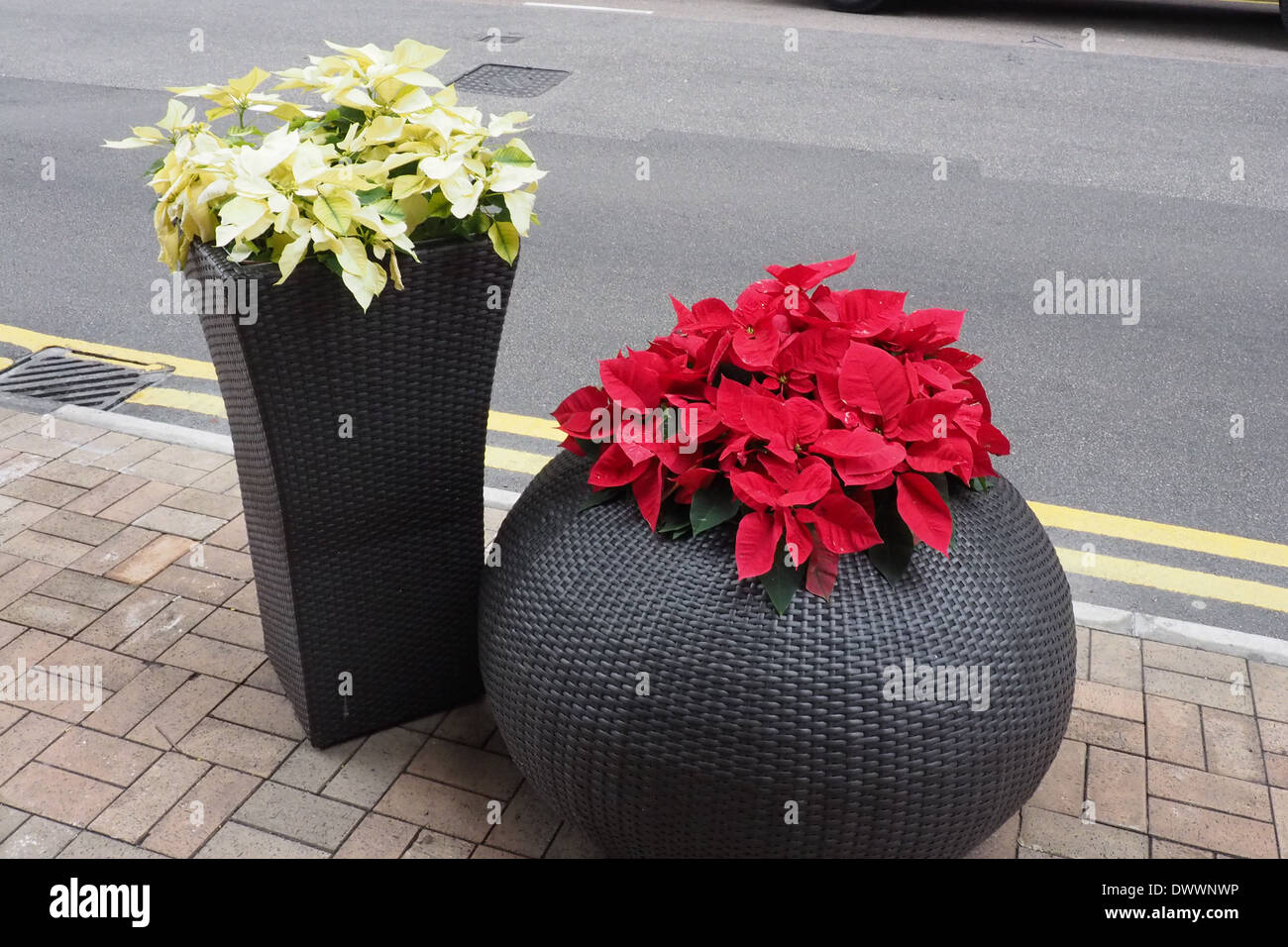 Two pots with flowers ling Canton Road outside of Harbour City, Kowloon