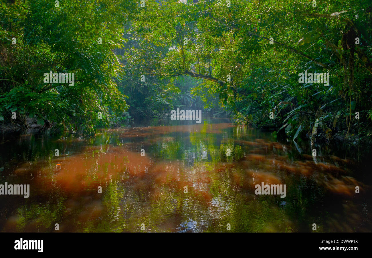 Amazon Jungle Stock Photo