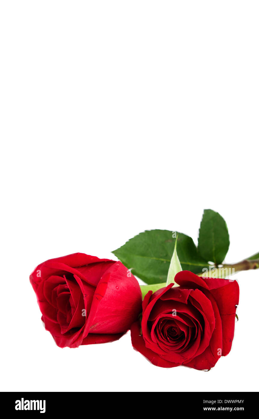 red rose isolated on white background Stock Photo - Alamy