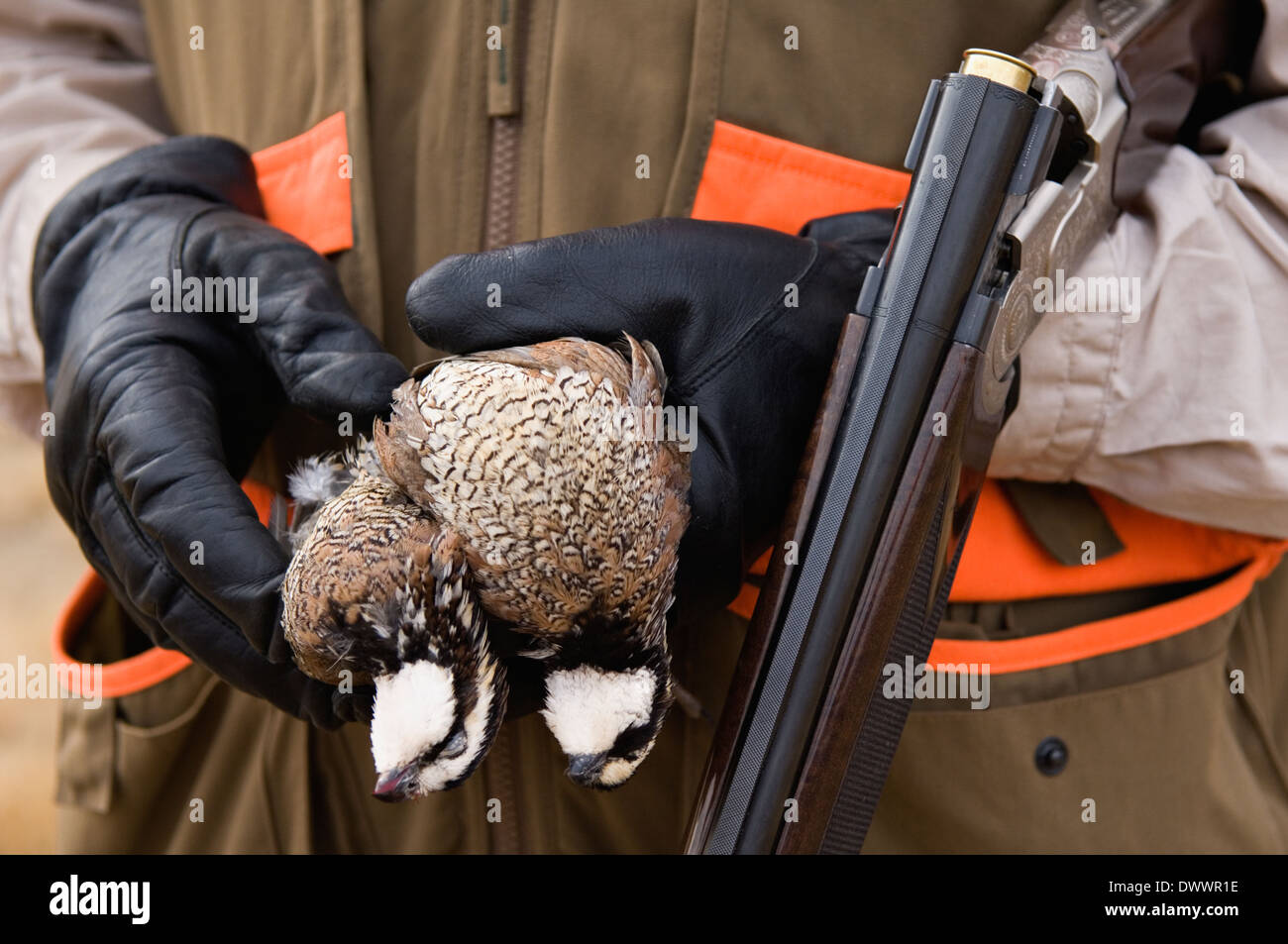 Upland Bird Hunter Holding Shotgun and Harvested Bobwhite Quail at
