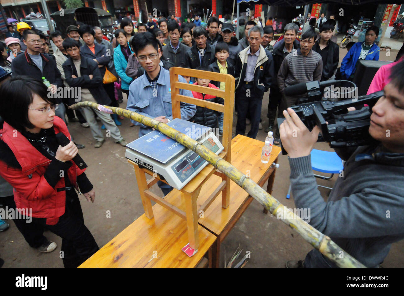 Shangsi, China's Guangxi Zhuang Autonomous Region. 13th Mar, 2013. A staff member weighs a sugarcane at a sugarcane competition held in Hualan Township of Shangsi County, southwest China's Guangxi Zhuang Autonomous Region, March 13, 2013. © Liang Fuying/Xinhua/Alamy Live News Stock Photo