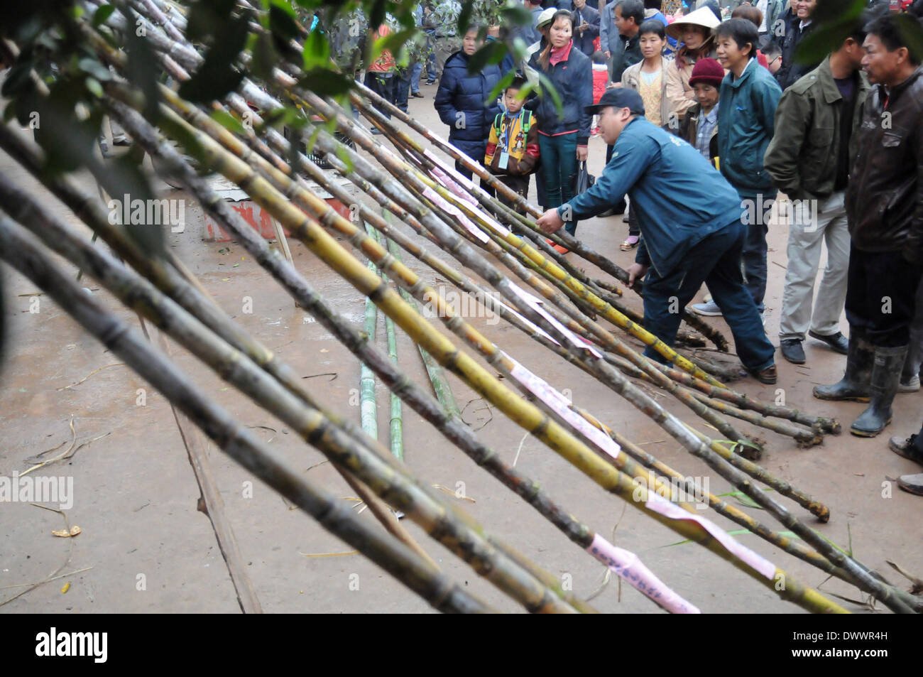 Shangsi, China's Guangxi Zhuang Autonomous Region. 13th Mar, 2013. Local residents view the sugarcanes at a sugarcane competition held in Hualan Township of Shangsi County, southwest China's Guangxi Zhuang Autonomous Region, March 13, 2013. © Liang Fuying/Xinhua/Alamy Live News Stock Photo