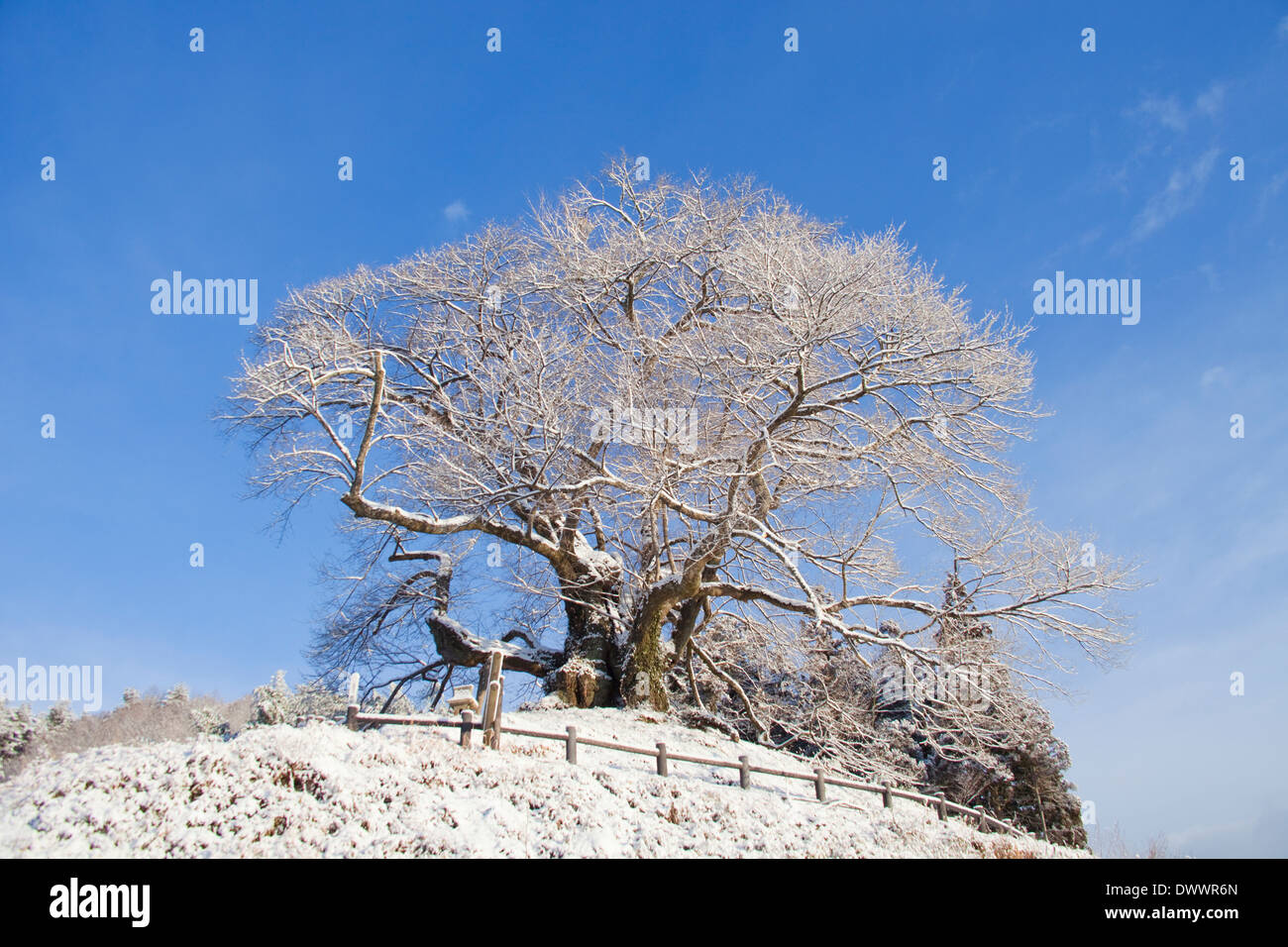 Cherry tree in winter High Resolution Stock Photography and Images Alamy