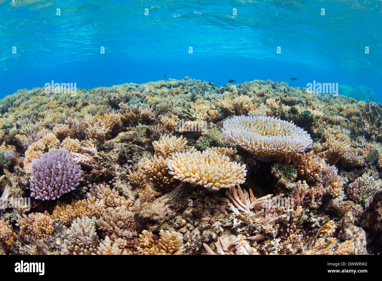 Coral reef, Chuuk, Micronesia Stock Photo